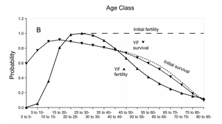 Illustration for article titled Did men create menopause by chasing after younger women?